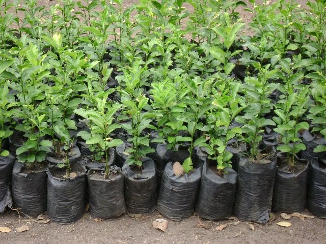 kilimo cha Machungwa