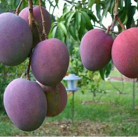 embe ikiwa kwa mti