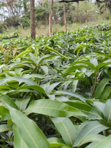 kilimo cha embe