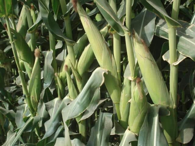 kilimo cha mahindi