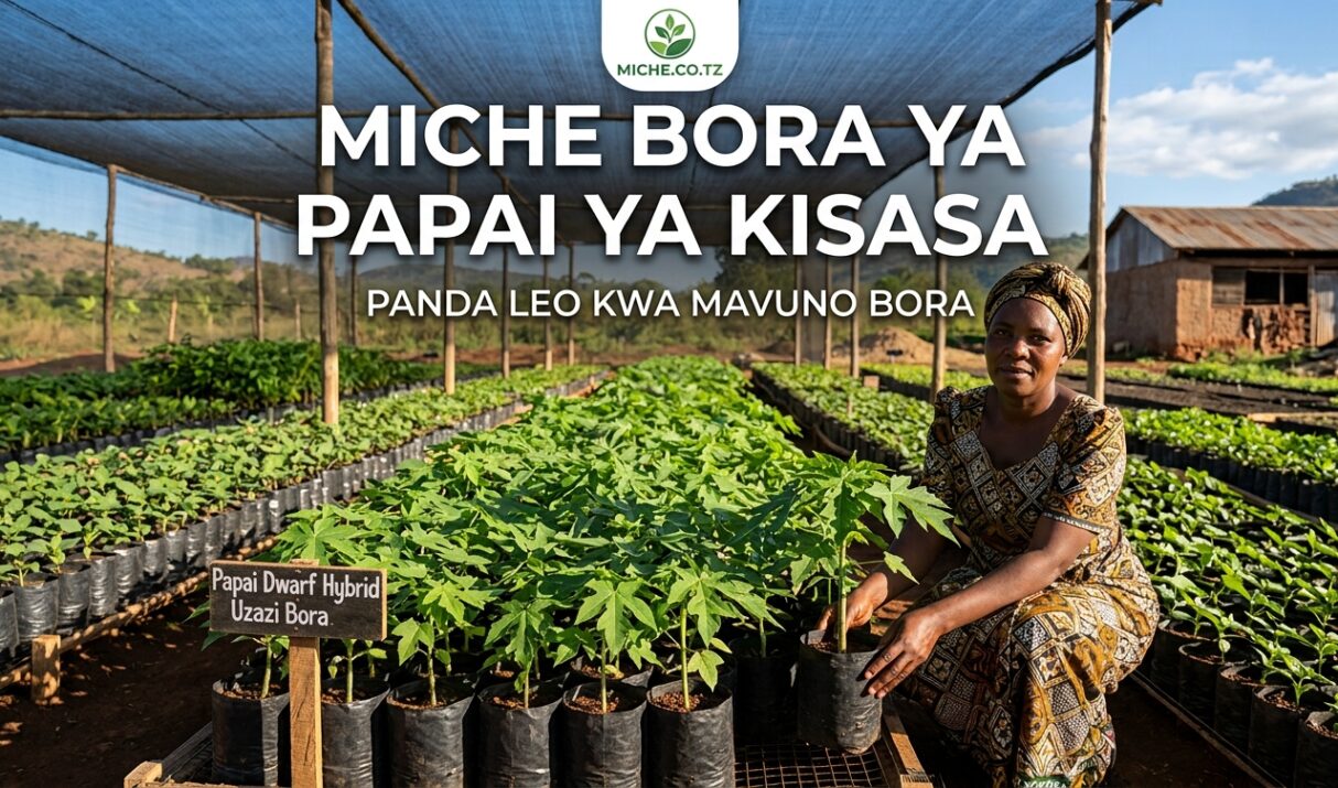 Miche bora ya papai ya kisasa