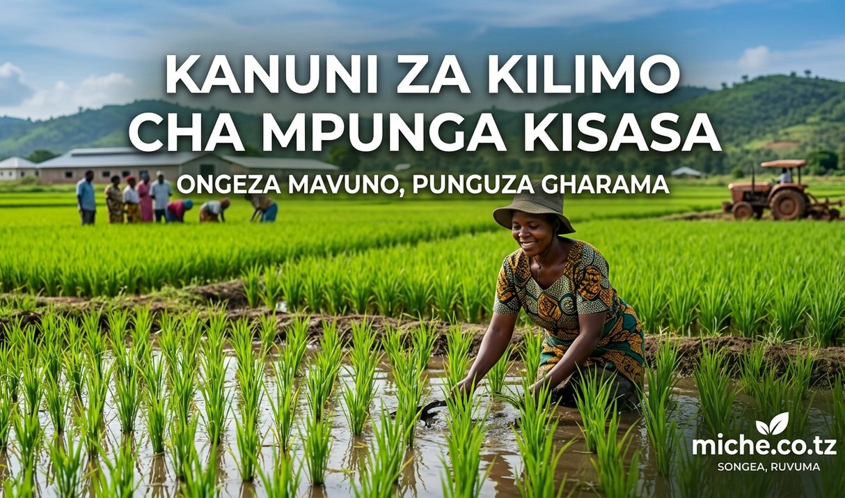 Kilimo cha Mpunga