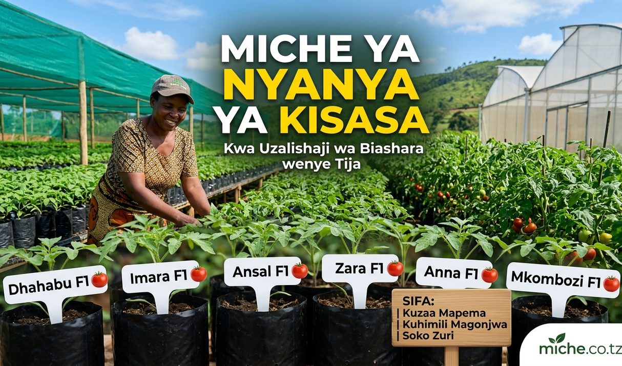Miche ya Nyanya