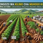 Mwongozo wa Kilimo cha Muhogo Kisasa na Fursa za Soko Inakadiriwa kuwa tani milioni tano (5) za muhogo mbichi zinazalishwa hapa nchini kwa mwaka. Jifunze kuhusu mbegu bora zilizothibitishwa, maandalizi, mbolea, na usindikaji.